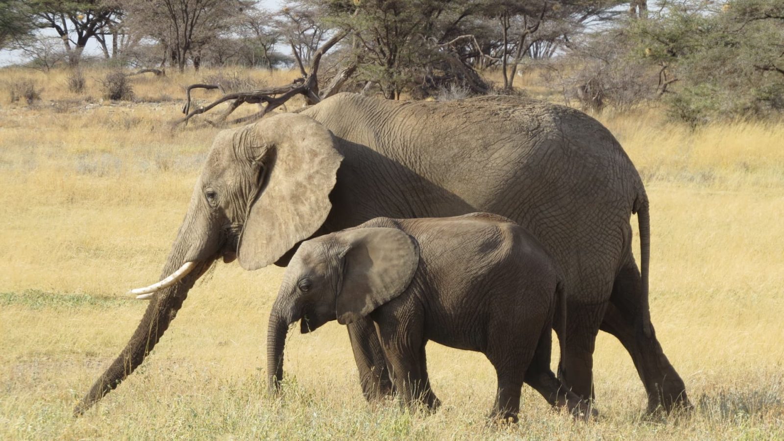 自在的非洲象母子
