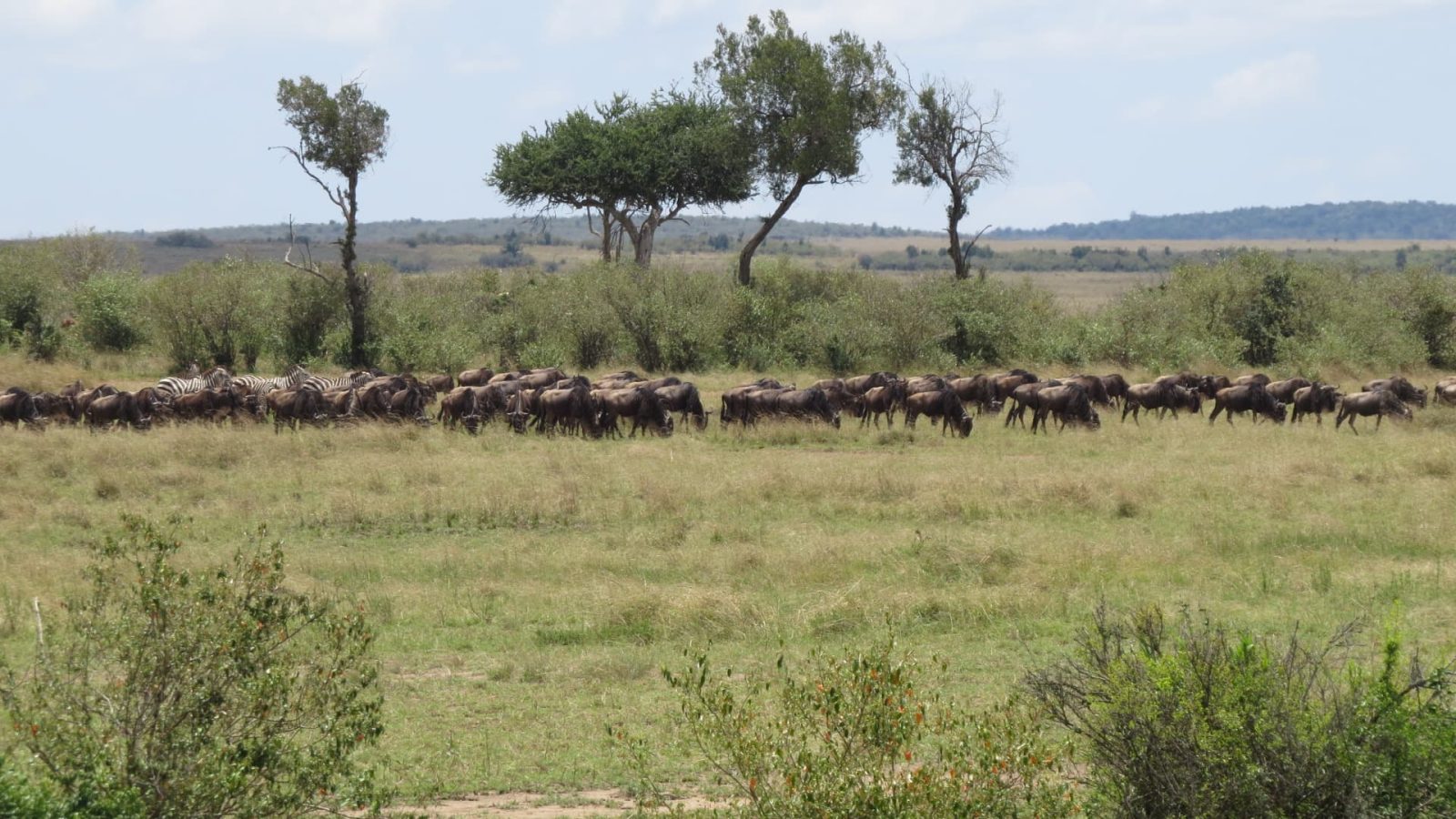 馬賽馬拉的牛羚和斑馬