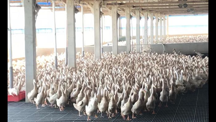 水禽產業促進協會將針對熟齡蛋鴨，研發多樣化的蛋鴨加工食品。
