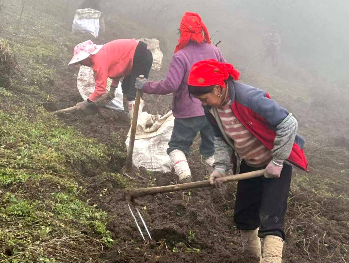在山林野外種植採栽紋黨參十分辛勞(高健提供)