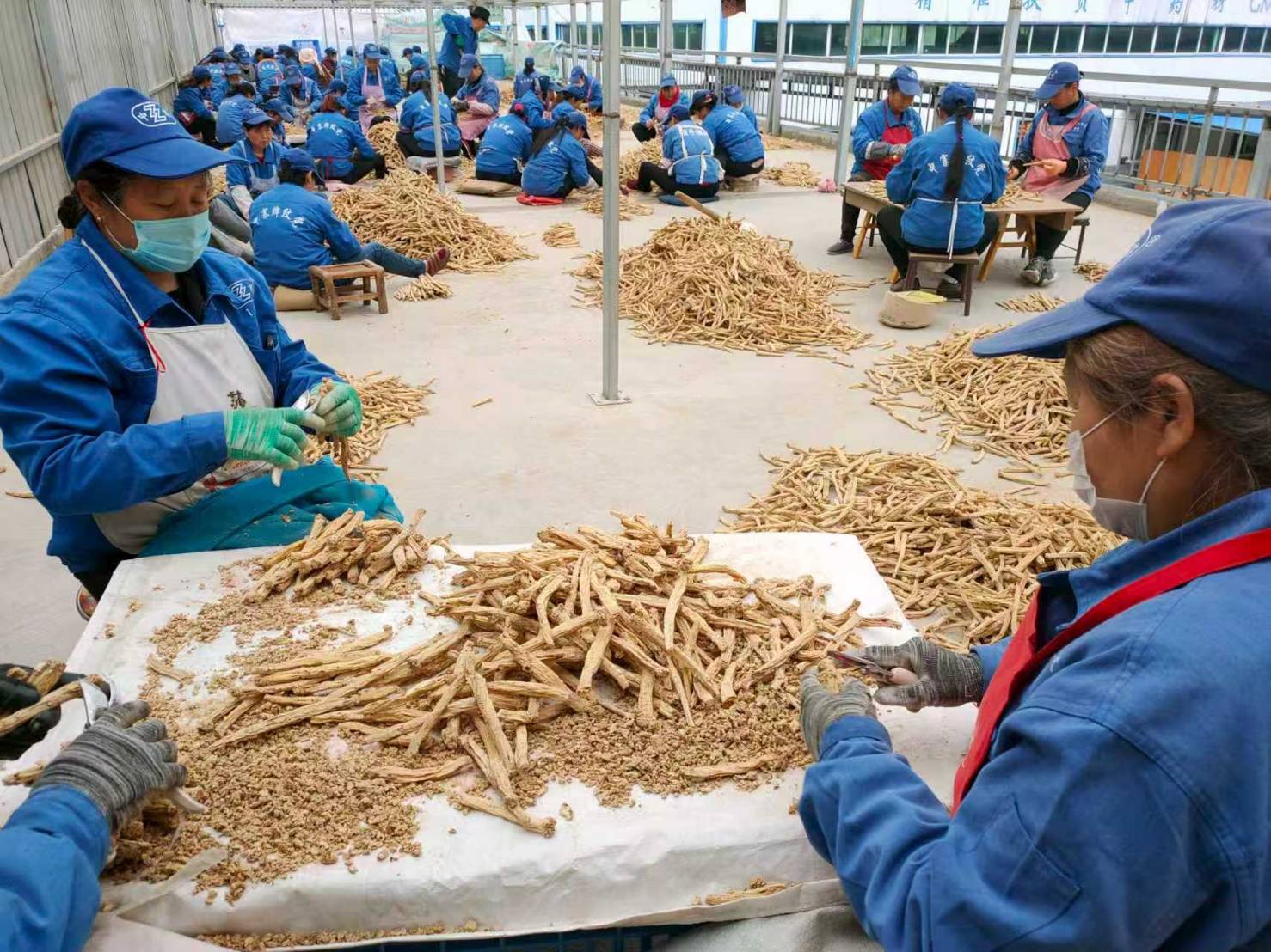 紋黨參目前仍採用人工手眼挑揀分類,以確保品質(高健提供)。