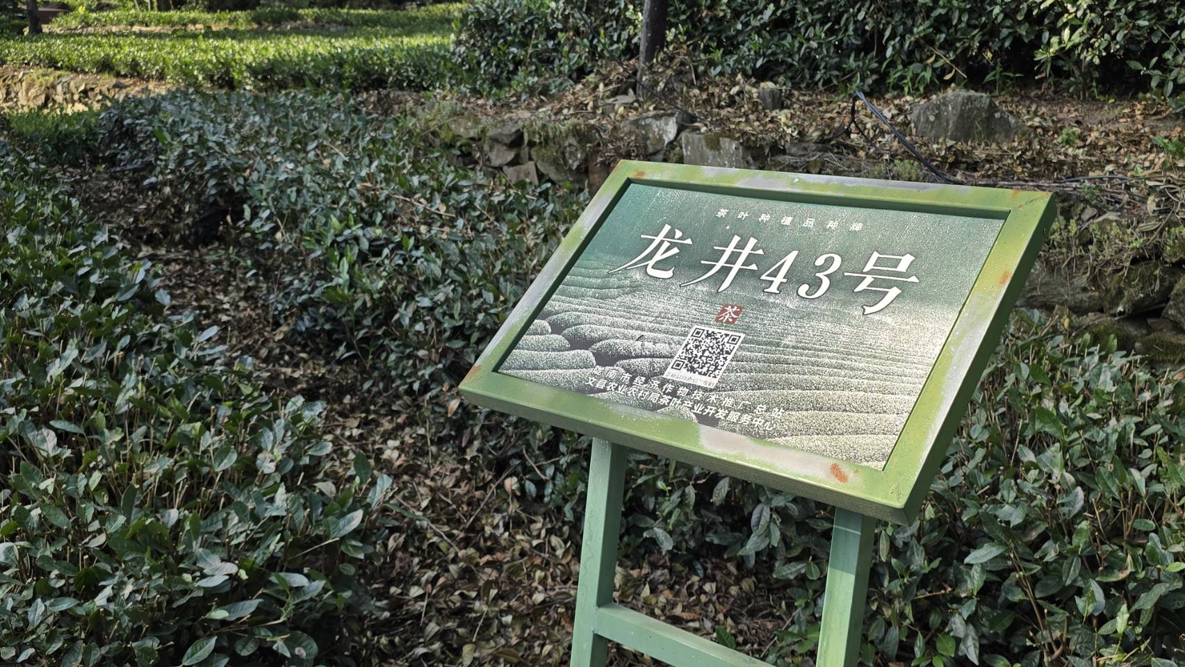 文縣大力推廣龍井43號茶品種，是經濟作物的代表之一。（虞煥榮攝）