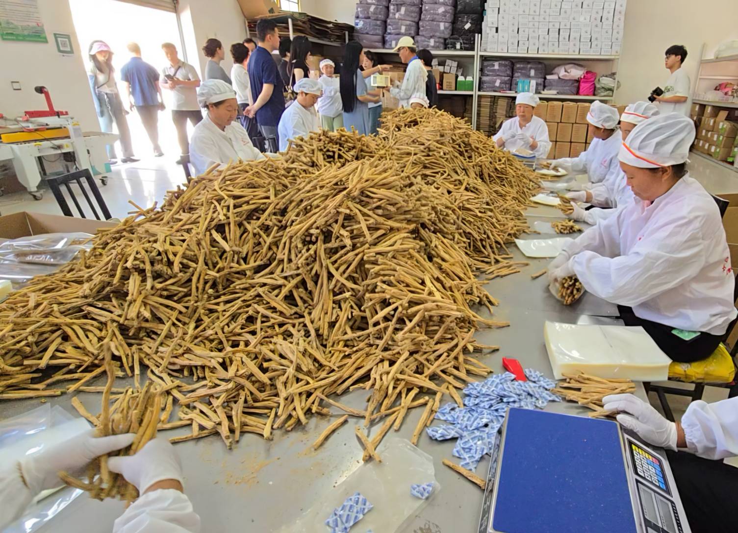 紋黨參是文縣獨有具備高商業價值的核心競爭藥材。（虞煥榮攝）